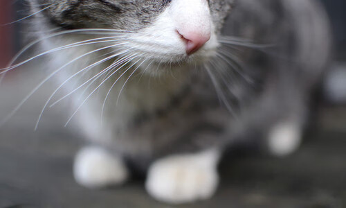 贝蒂斯单节橙色风暴席卷荷兰，京多安无解演出定义比赛