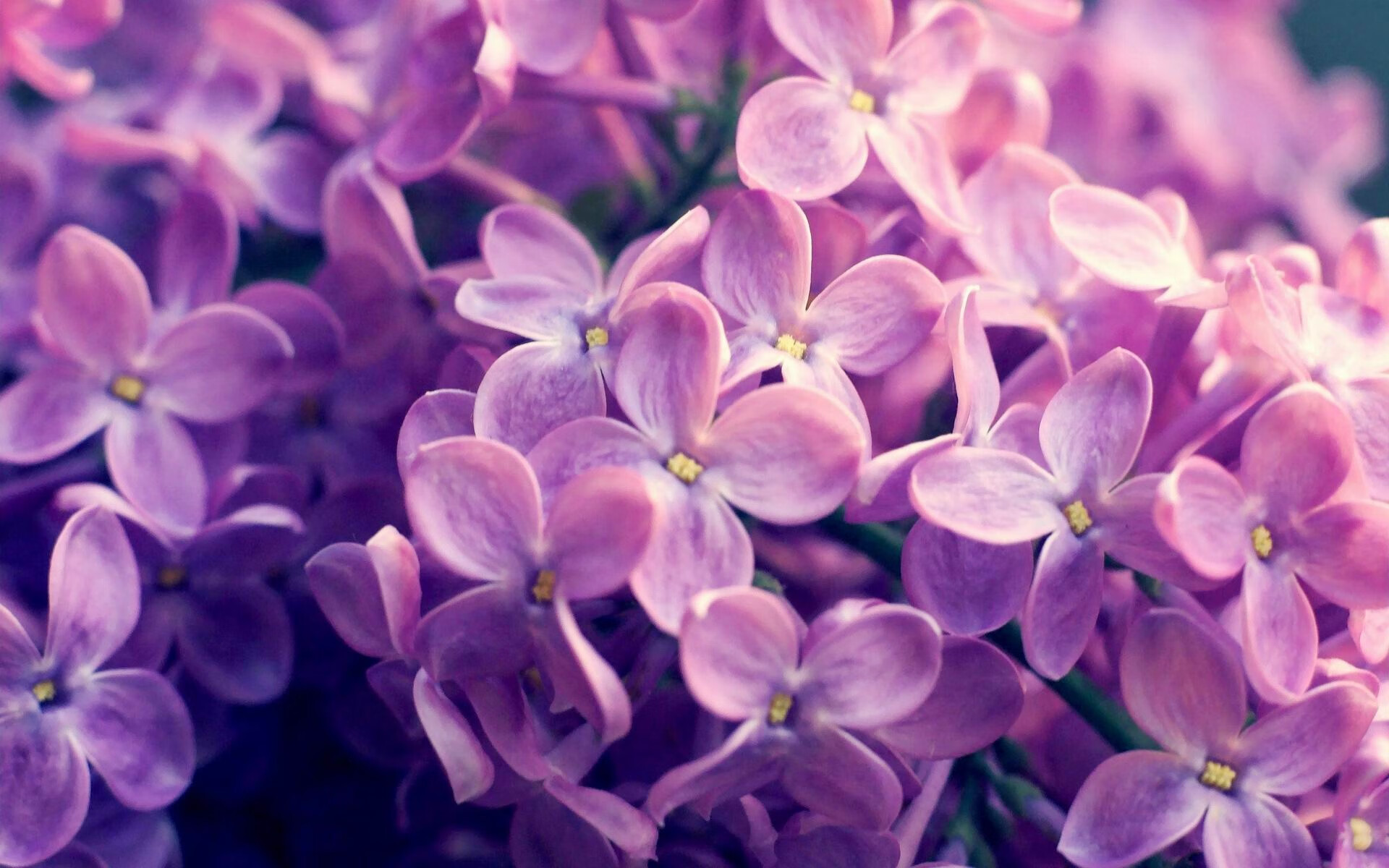 血色绝杀！锡安擎天一柱终结七连败