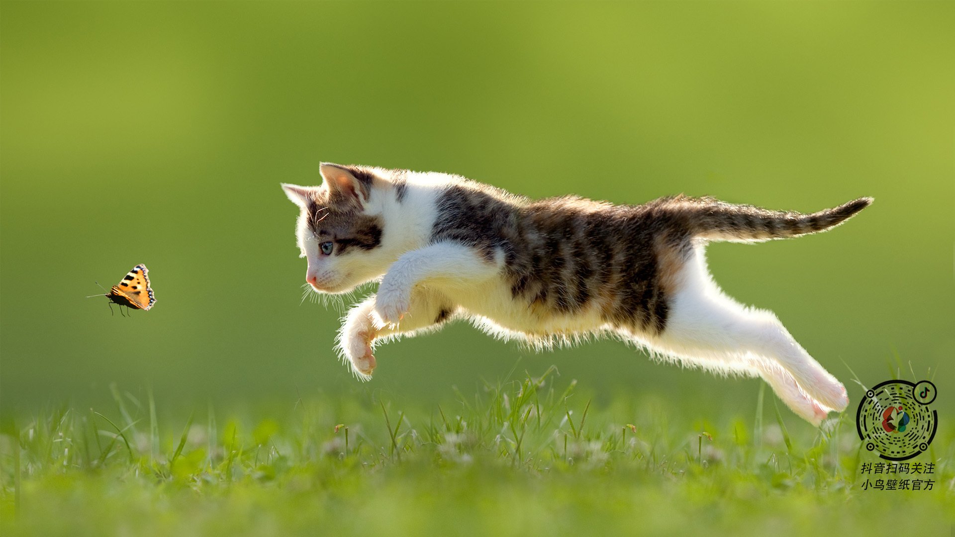 开云体育app-伊布最后探戈，40岁战神打穿芬兰防线，点燃委内瑞拉百年奥运梦