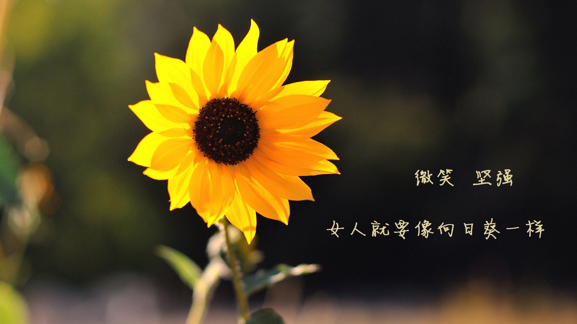 开云体育app-新星燃爆夜空，底蕴稳如磐石，马克西单节19分助辽宁力擒天山飞虎