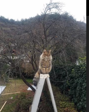 冰与火的统治,从吉林男篮的全面压制到德罗赞的意甲接管