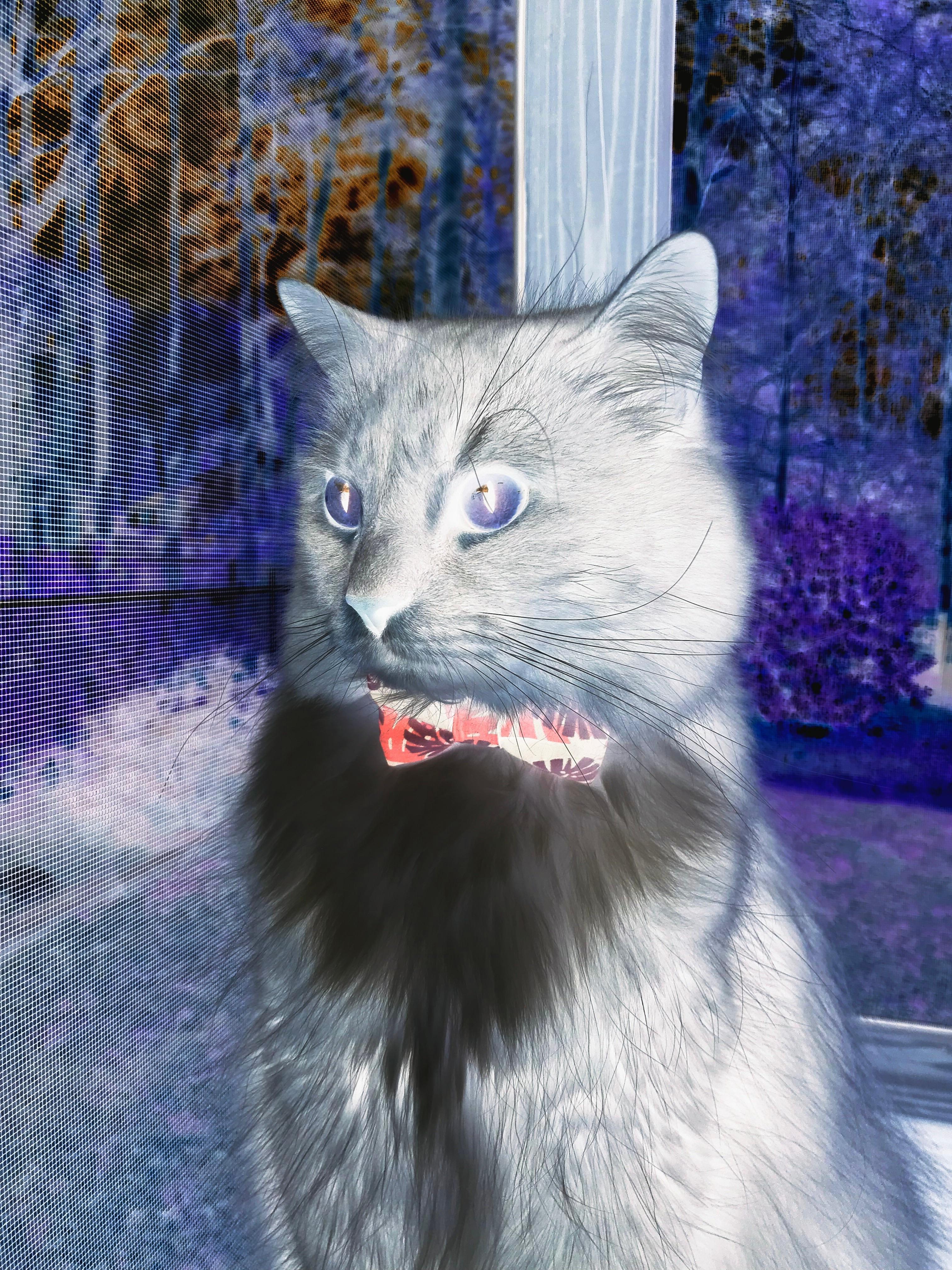 哈利伯顿的节拍器，当活塞遇见深圳，一场跨越太平洋的篮球对话