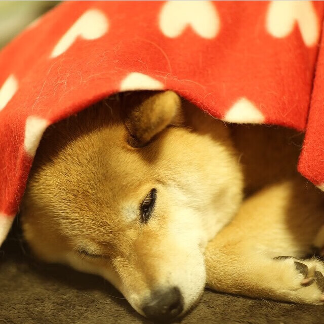 开云体育在线-灰熊队完胜广东队，文班亚马在世界排名争夺战中接管比赛，国际篮球新格局的崛起