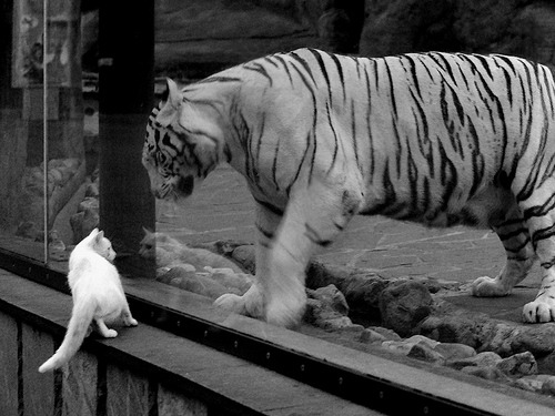 超维打击，深圳队如何用利拉德终结火箭的时代