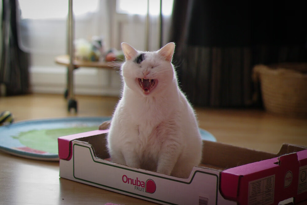 双重乔治，篮球世界的跨国巧合与命运交响