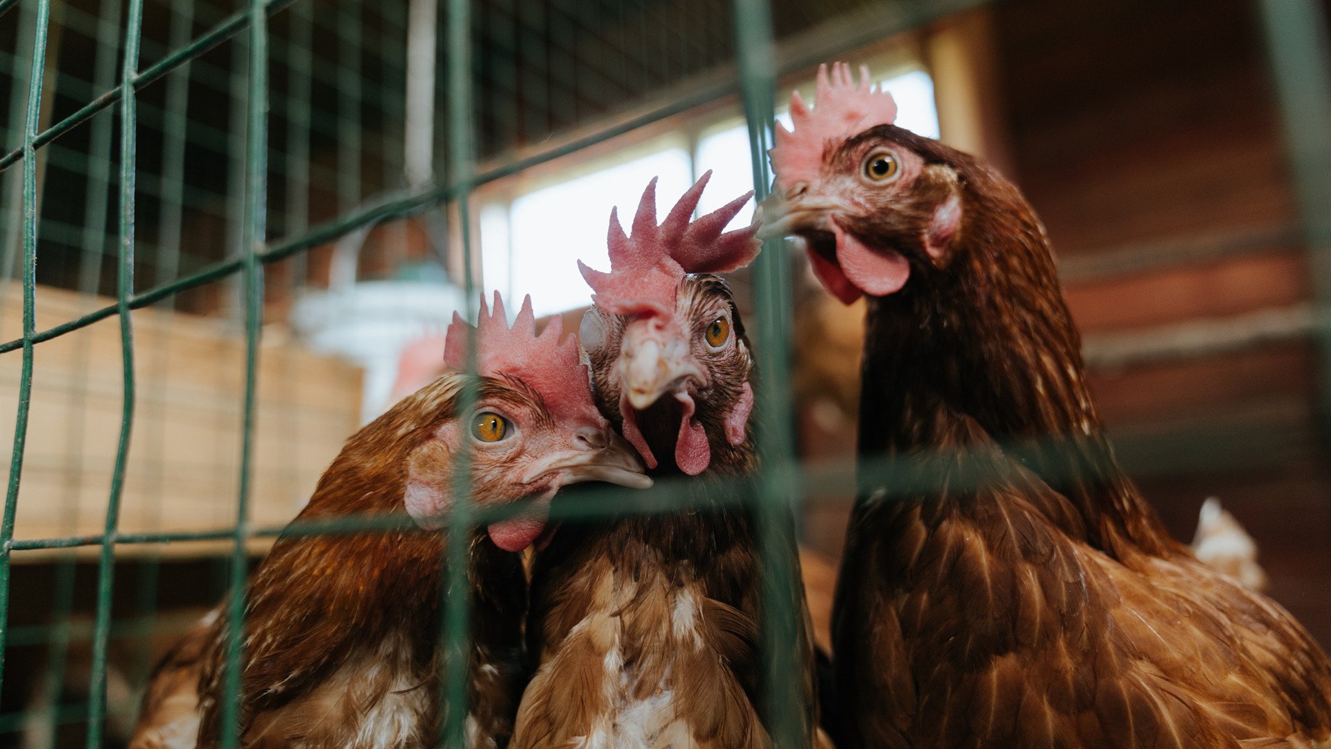 开云体育登录-门迪的救赎与委内瑞拉的怒吼，那些曾被低估的灵魂，终会迎来自己的加冕礼