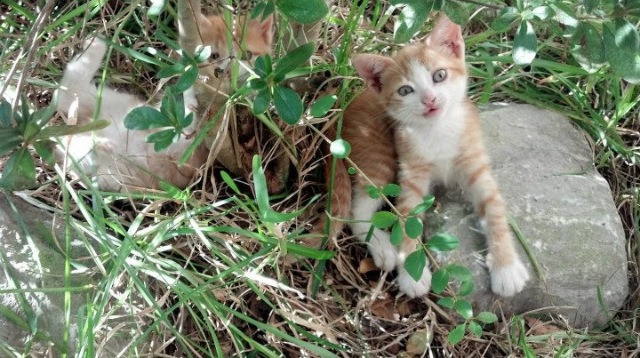戈贝尔，非典型关键先生的胜利宣言，奇才加时赛鏖战力克鹈鹕