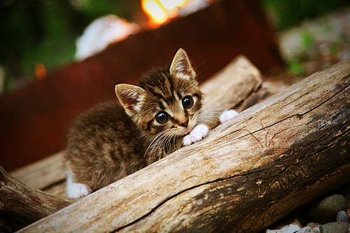 开云体育-利拉德飓风横扫迈阿密，鹈鹕速胜背后，那柄名为关键的钥匙