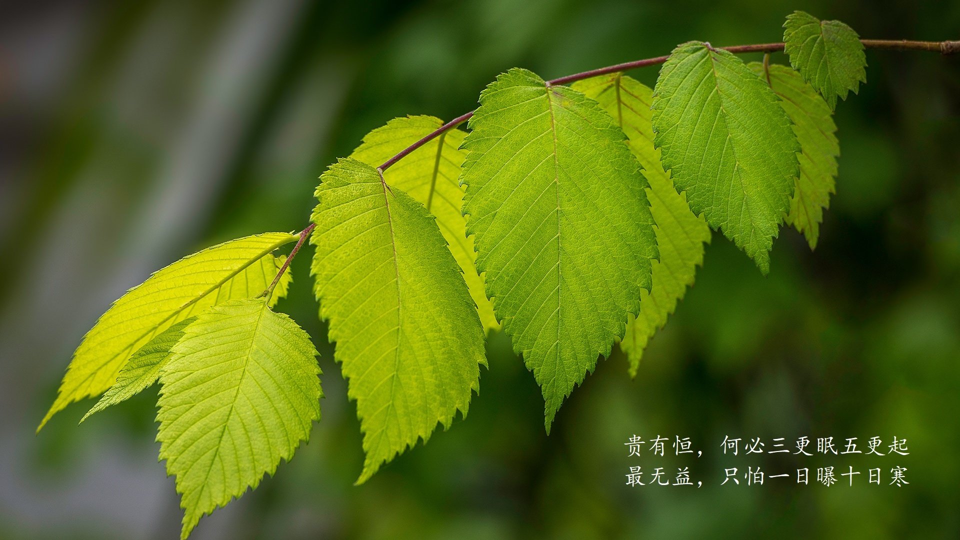 金色大锚与红色堤坝的溃败，当金玟哉在慕尼黑崛起时，乌克兰的寒风正终结曼联的幻梦