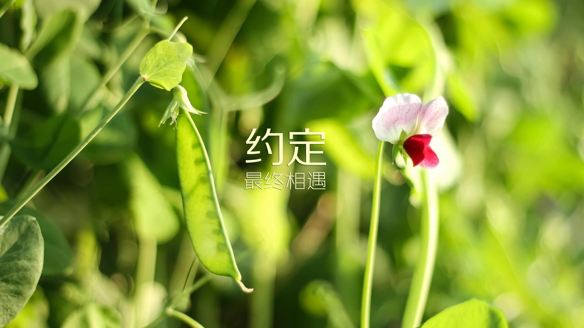 唯一性的双重奏,加纳掀翻克罗地亚与内马尔的欧冠时刻